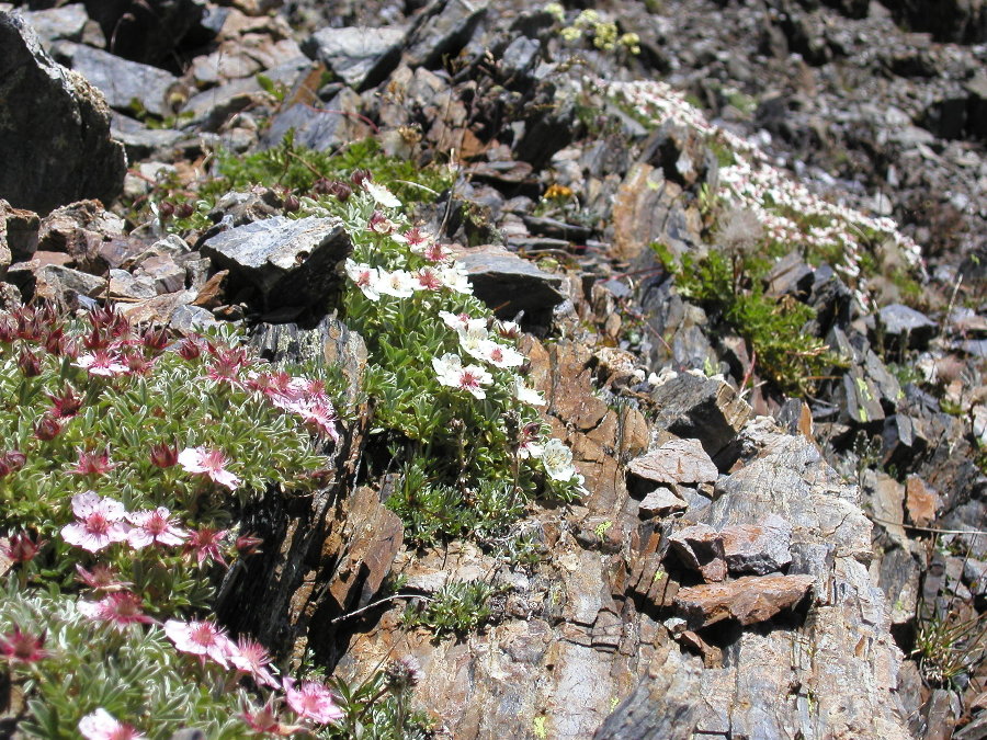 Potentilla nitida /  cinquefoglia delle Dolomiti